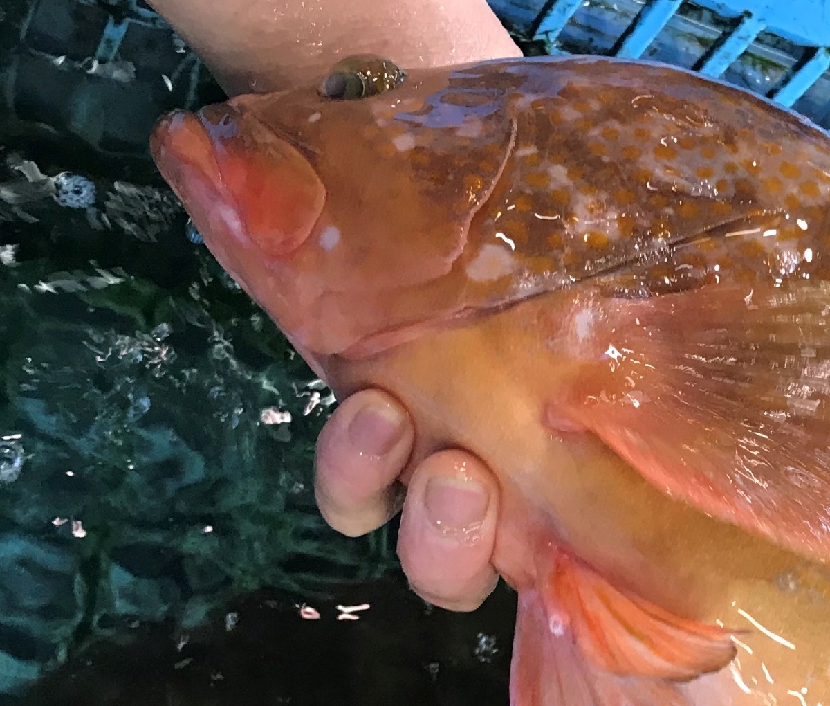 活魚販売のお知らせ!!